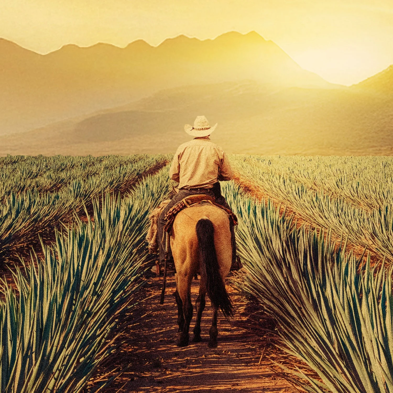 Entrada Maestros del Agave Subscription